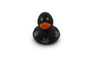 Black Duck With Webs